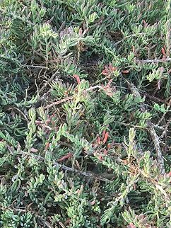 Barrier Saltbush - Enchylaena tomentosa  Adelaide,Australia,Barrier saltbush,Enchylaena tomentosa,Flower,Plant,South Australia