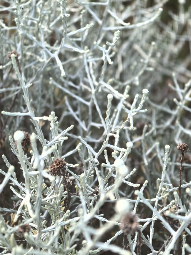 Cushion Bush - Leucophyta brownii  Adelaide,Australia,Cushion Bush,Leucophyta brownii,Plant,South Australia
