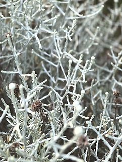 Cushion Bush - Leucophyta brownii  Adelaide,Australia,Cushion Bush,Leucophyta brownii,Plant,South Australia