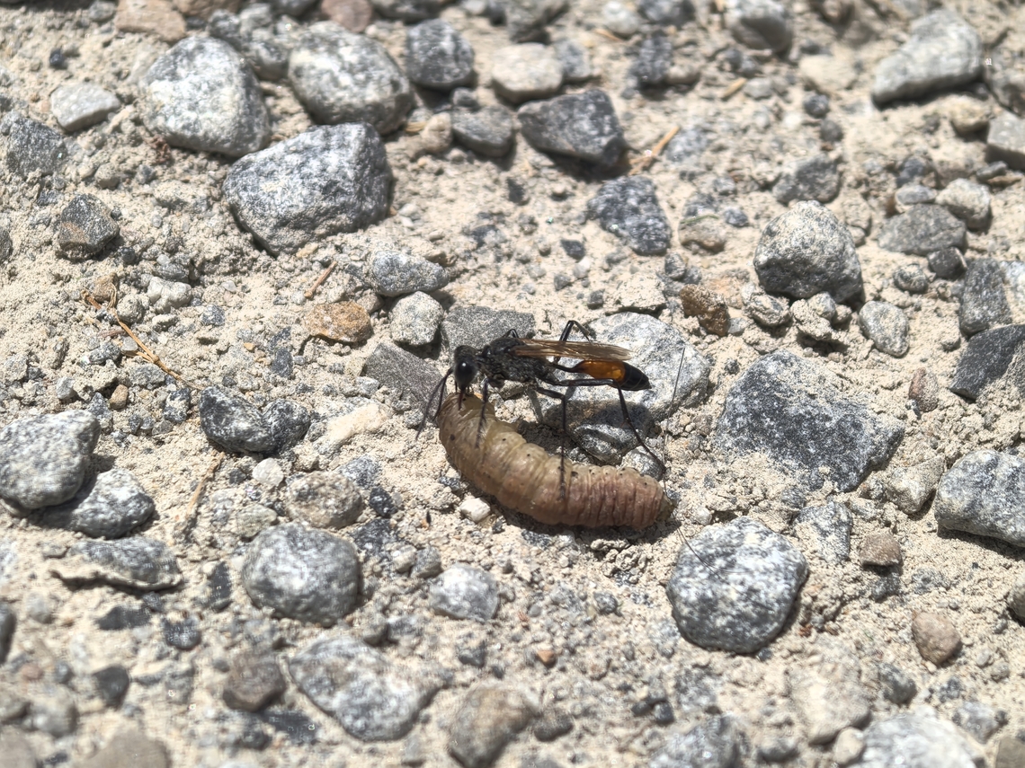 Tyde's Sand Wasp - Podalonia tydei Carrying a caterpillar Adelaide,Australia,Podalonia tydei,Sand Wasp,South Australia,Tyde's Sand Wasp,Wasp