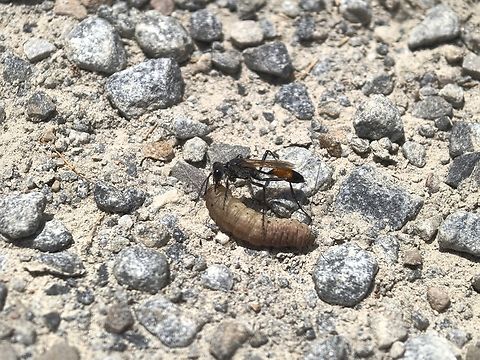 Tyde's Sand Wasp - Podalonia tydei Carrying a caterpillar Adelaide,Australia,Podalonia tydei,Sand Wasp,South Australia,Tyde's Sand Wasp,Wasp
