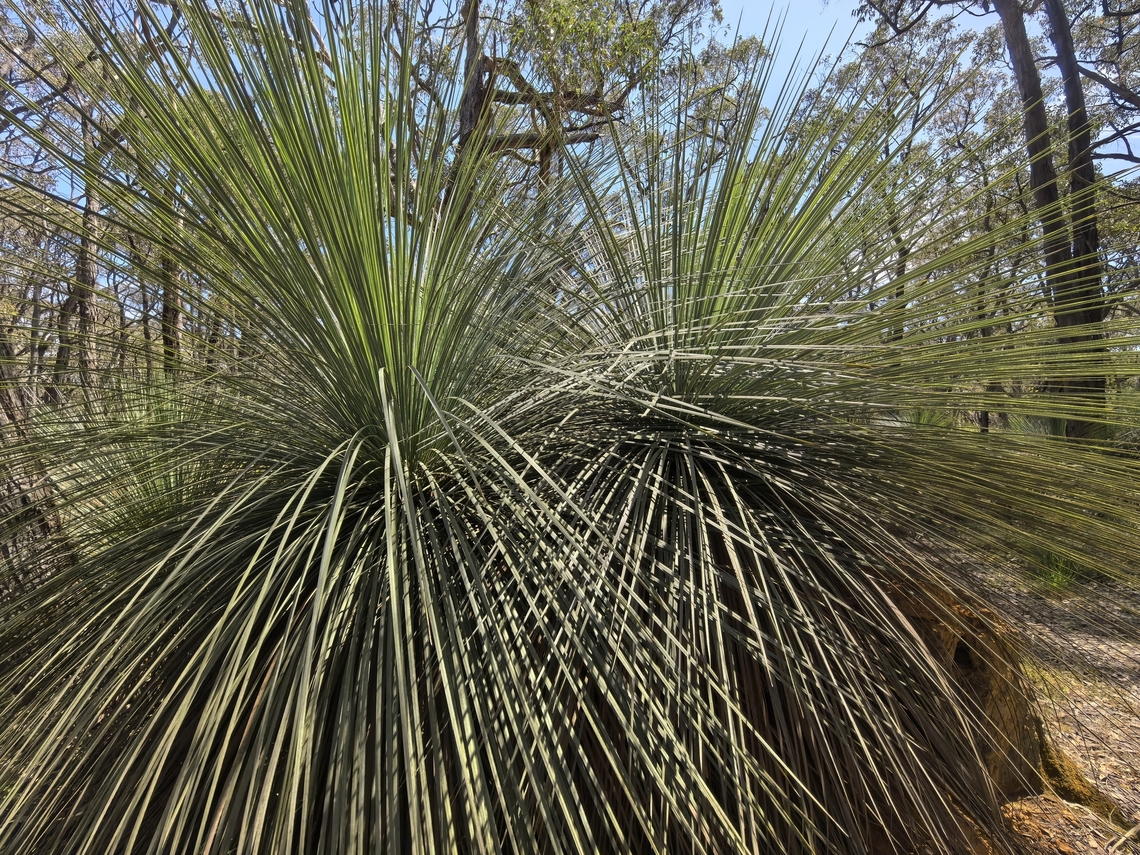 Tufted Grass-Tree - Xanthorrhoea semiplana tateana Subspecies - Xanthorrhoea semiplana tateana Adelaide,Australia,Grass-Tree,South Australia,Tufted Grass-Tree,Xanthorrhoea semiplana,Xanthorrhoea semiplana tateana
