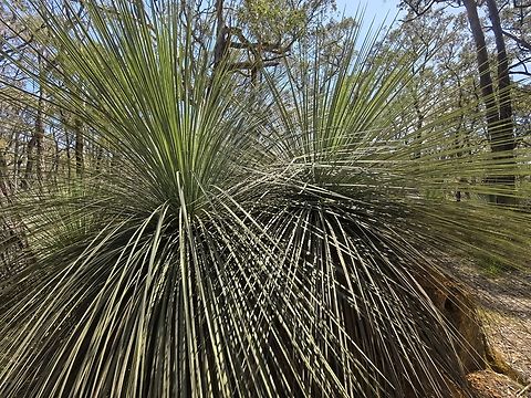 Tufted Grass-Tree - Xanthorrhoea semiplana tateana Subspecies - Xanthorrhoea semiplana tateana Adelaide,Australia,Grass-Tree,South Australia,Tufted Grass-Tree,Xanthorrhoea semiplana,Xanthorrhoea semiplana tateana