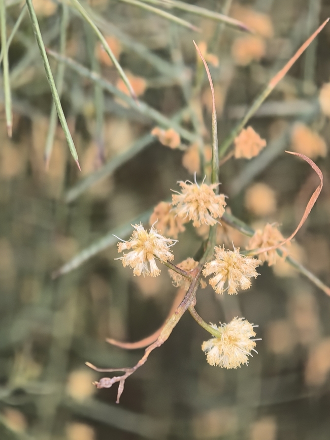Rock Wattle - Acacia rupicola  Acacia rupicola,Adelaide,Australia,Rock Wattle,South Australia