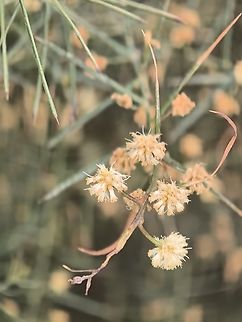Rock Wattle - Acacia rupicola  Acacia rupicola,Adelaide,Australia,Rock Wattle,South Australia