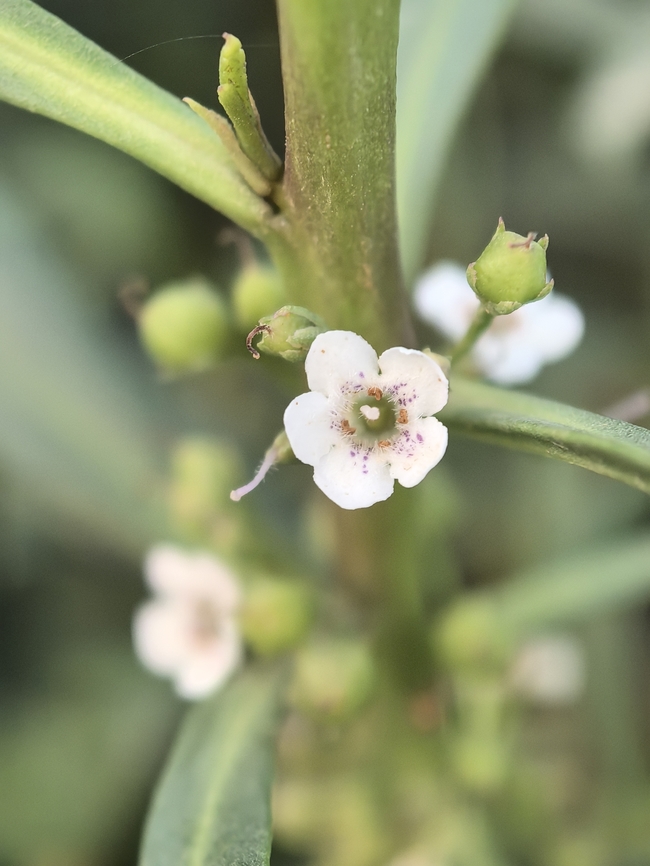 Common Boobialla - Myoporum insulare  Adelaide,Australia,Common Boobialla,Myoporum insulare,South Australia