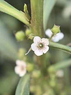 Common Boobialla - Myoporum insulare  Adelaide,Australia,Common Boobialla,Myoporum insulare,South Australia