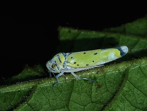 Sharpshooter - Bornatka ticima  Bornatka ticima,Hopper,Malaysia,Sabah,Sharpshooter