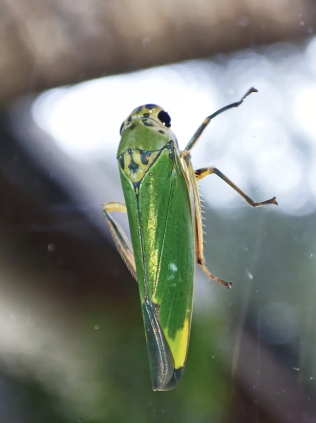 Sharpshooter - Bharagonalia maculigera  Bharagonalia maculigera,Malaysia,Sabah,Sharpshooter