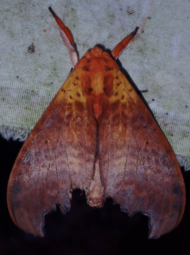 Prominent Moth - Diehleana gilesi  Diehleana gilesi,Malaysia,Mothm,Prominent Moth,Sabah