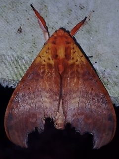 Prominent Moth - Diehleana gilesi  Diehleana gilesi,Malaysia,Mothm,Prominent Moth,Sabah