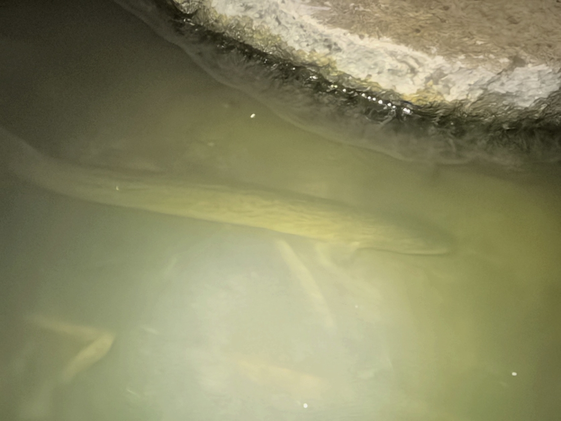 Australia Long-Finned Eel - Anguilla reinhardtii  Anguilla reinhardtii,Australia,Australia Long-Finned Eel,Eel,Fish,Long-Finned Eel,New South Wales,Sydney