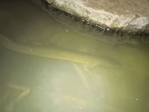 Australian Long-finned Eel