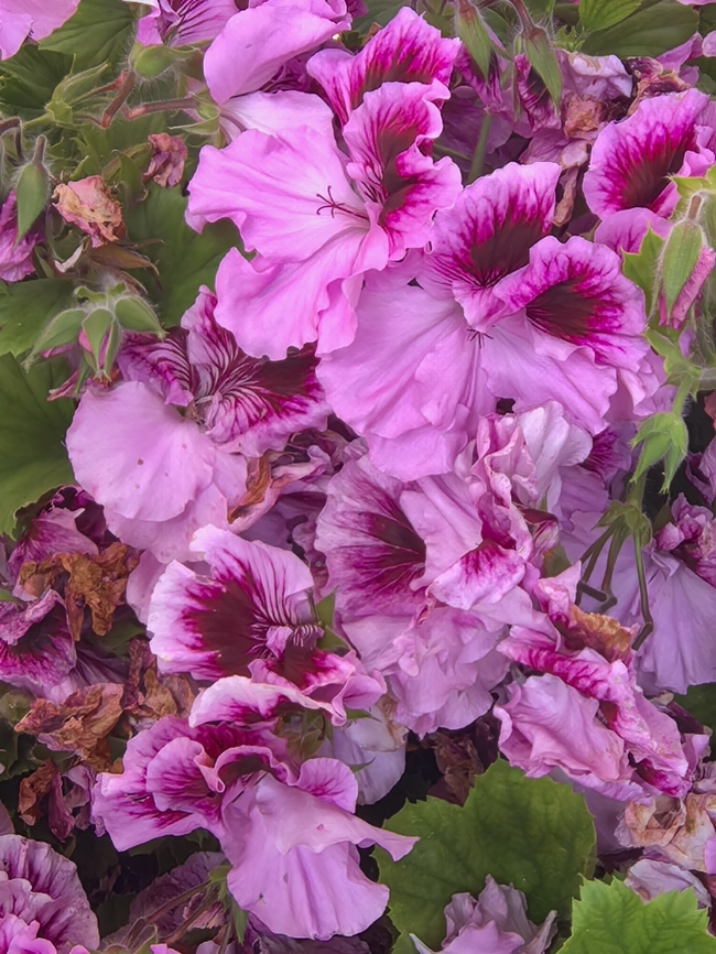 Regal Pelargonium - Pelargonium × domesticum  Adelaide,Australia,Flower,Pelargonium × domesticum,Plant,Regal Pelargonium,South Australia