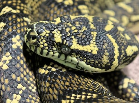 Carpet python