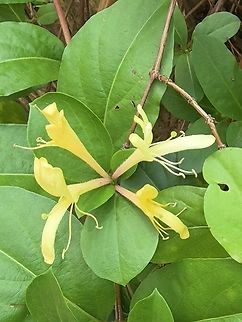 Japanese Honeysuckle - Lonicera japonica  Australia,Flower,Japanese Honeysuckle,Lonicera japonica,Plant,South Australia