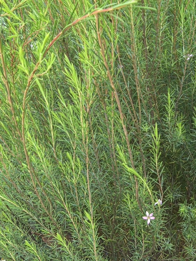 Pink Breath of Heaven - Coleonema pulchellum  Australia,Coleonema pulchellum,Flower,Pink Breath of Heaven,Plant,South Australia