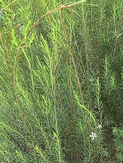 Pink Breath of Heaven - Coleonema pulchellum  Australia,Coleonema pulchellum,Flower,Pink Breath of Heaven,Plant,South Australia