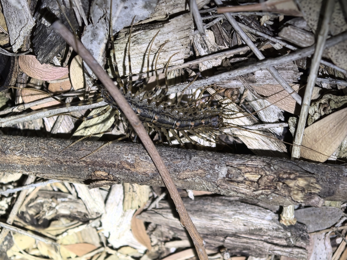 Australian House Centipede - Allothereua maculata  Allothereua maculata,Australia,Australian House Centipede,Centipede,House Centipede,South Australia