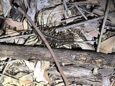 Australian House Centipede - Allothereua maculata  Allothereua maculata,Australia,Australian House Centipede,Centipede,House Centipede,South Australia