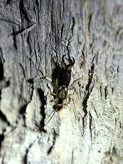Western Earwig - Forficula dentata  Australia,Earwig,Forficula dentata,South Australia,Western Earwig