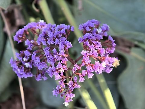 Perez's Sea Lavender - Limonium perezii  Australia,Flower,Lavender,Limonium perezii,Perez's Sea Lavender,Plant,Sea Lavender,South Australia