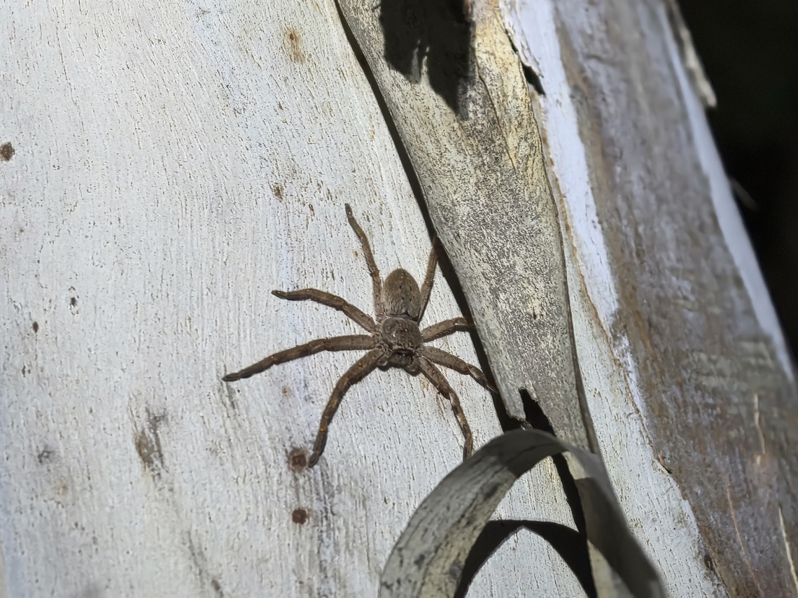 Cinnamon Huntsman Spider - Isopedella leai  Australia,Cinnamon Huntsman,Cinnamon Huntsman Spider,Huntsman Spider,Isopedella leai,South Australia,Spider