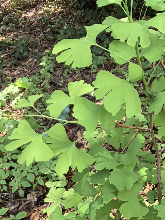 Ginkgo - Ginkgo biloba  Australia,Ginkgo,Ginkgo biloba,Plant,South Australia