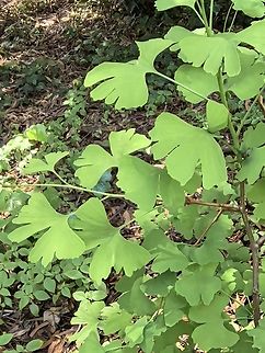 Ginkgo - Ginkgo biloba  Australia,Ginkgo,Ginkgo biloba,Plant,South Australia