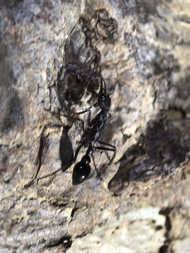 Bull Ant - Complex Myrmecia gulosa Complex Myrmecia gulosa Ant.Complex Myrmecia gulosa,Australia,Bull Ant,Myrmecia gulosa,South Australia