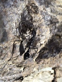 Bull Ant - Complex Myrmecia gulosa Complex Myrmecia gulosa Ant.Complex Myrmecia gulosa,Australia,Bull Ant,Myrmecia gulosa,South Australia