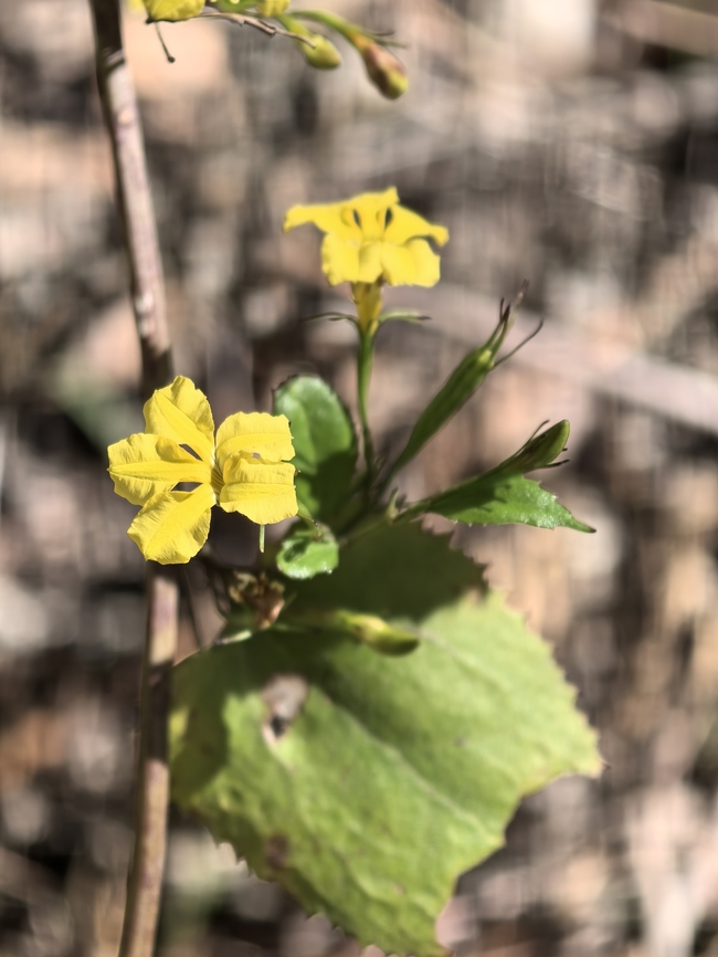 Hop Goodenia - Goodenia ovata  Australia,Flower,Goodenia ovata,Hop Goodenia,Plant,South Australia