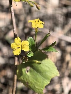 Hop Goodenia - Goodenia ovata  Australia,Flower,Goodenia ovata,Hop Goodenia,Plant,South Australia