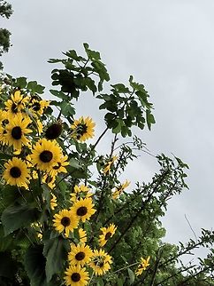 Common Sunflower -  Australia,Common Sunflower,Flower,Helianthus annuus,New South Australia,Plant,Sunflower,Sydney