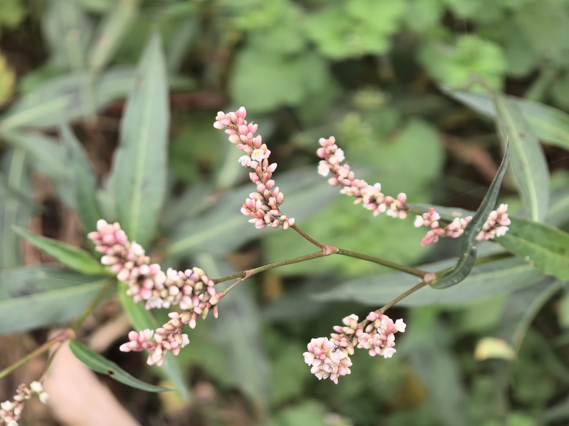 Slender Knotweed - Persicaria decipiens  Australia,Flower,Knotweed,New South Wales,Persicaria decipiens,Plant,Slender Knotweed,Sydney