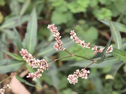 Slender Knotweed - Persicaria decipiens  Australia,Flower,Knotweed,New South Wales,Persicaria decipiens,Plant,Slender Knotweed,Sydney