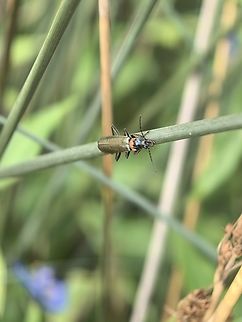 Plague Soldier Beetle - Chauliognathus lugubris  Australia,Beetle,Chauliognathus lugubris,New South Wales,Plague Soldier Beetle,Soldier Beetle,Sydney