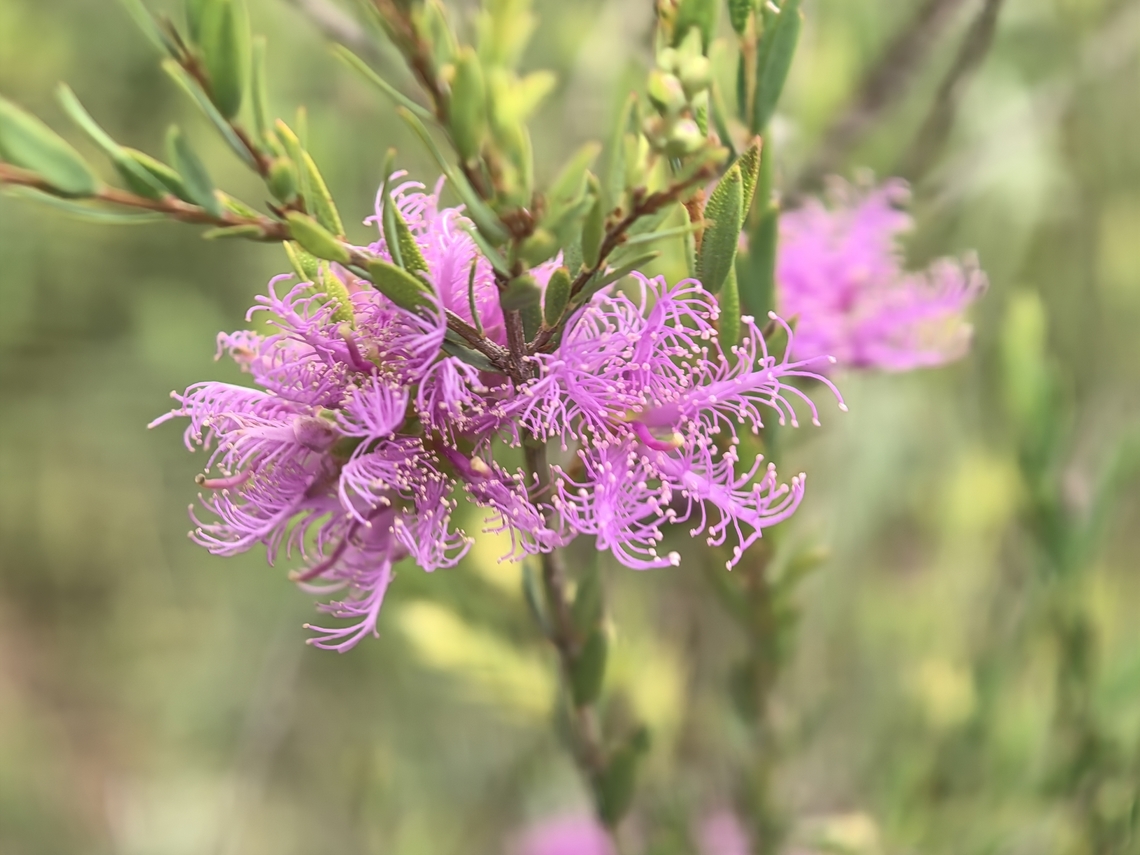 Thyme Honey-Myrtle - Melaleuca thymifolia  Australia,Flower,Honey-Myrtle,Melaleuca thymifolia,New South Wales,Plant,Sydney,Thyme Honey-Myrtle