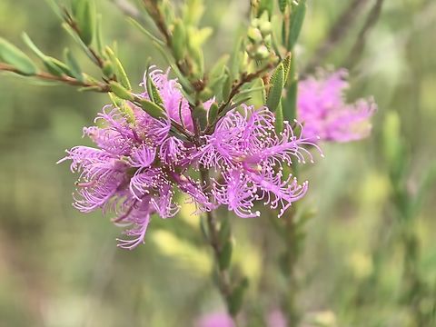 Thyme Honey-Myrtle - Melaleuca thymifolia  Australia,Flower,Honey-Myrtle,Melaleuca thymifolia,New South Wales,Plant,Sydney,Thyme Honey-Myrtle