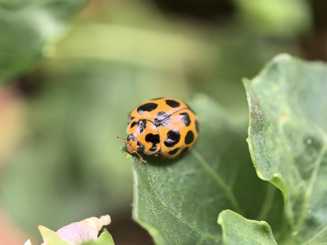 Large Spotted Ladybird - Harmonia conformis  Australia,Beetle,Harmonia conformis,Ladybird,Ladybird Beetle,Large Spotted Ladybird,New South Wales,Sydney