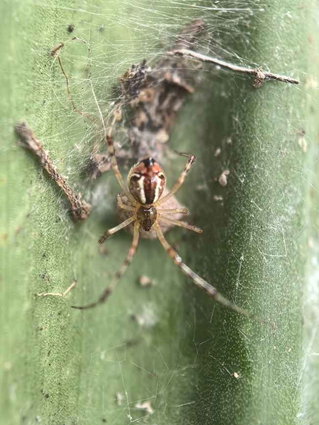 Pyramidal Theridion - Theridion pyramidale  Australia,Cobweb Spider,New South Wales,Pyramidal Theridion,Spider,Sydney,Theridion pyramidale