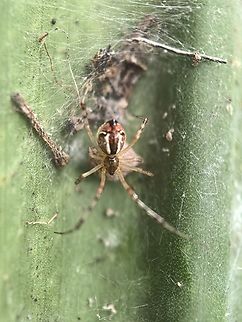 Pyramidal Theridion - Theridion pyramidale  Australia,Cobweb Spider,New South Wales,Pyramidal Theridion,Spider,Sydney,Theridion pyramidale