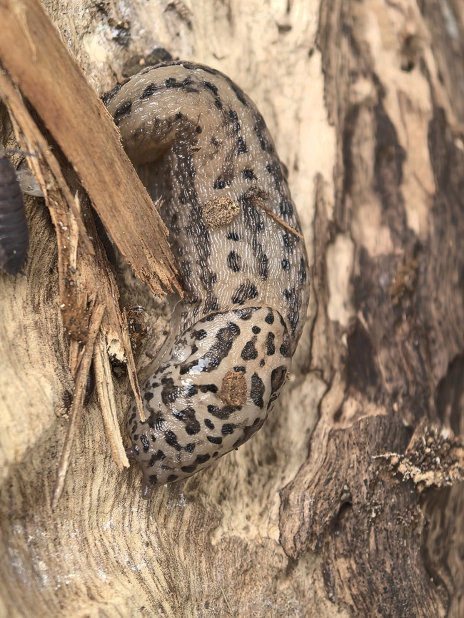 Leopard Slug - Limax maximus  Australia,Leopard Slug,Limax maximus,New South Wales,Slug,Sydney