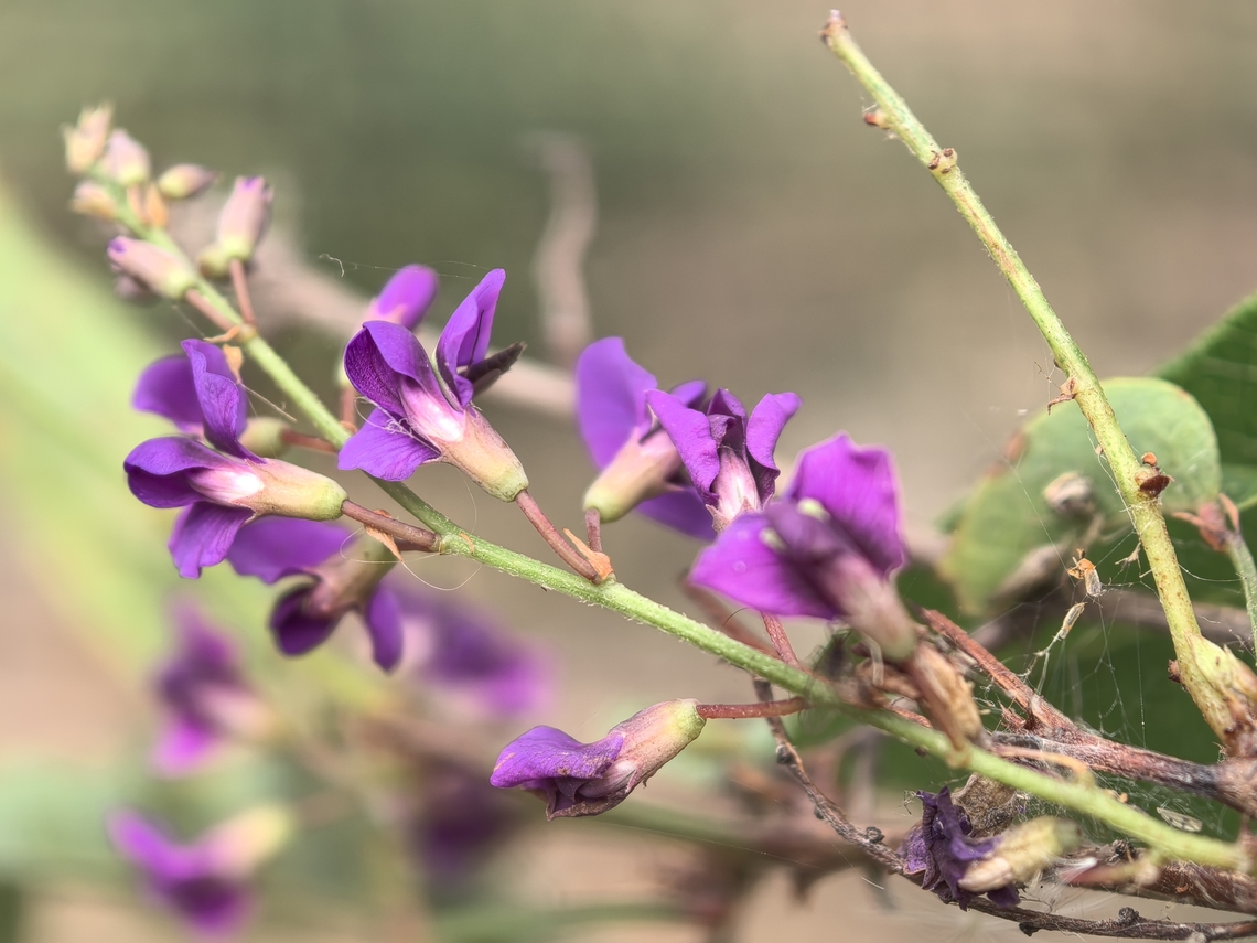 False Sasparilla - Hardenbergia violacea  Australia,False Sasparilla,Flower,Hardenbergia violacea,New South Wales,Plant,Sydney