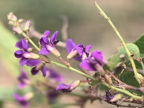 False Sasparilla - Hardenbergia violacea  Australia,False Sasparilla,Flower,Hardenbergia violacea,New South Wales,Plant,Sydney