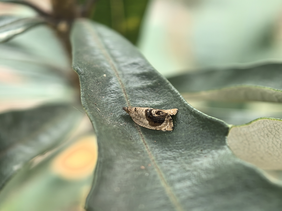 Leafroller Moth - Acroceuthes metaxanthana  Acroceuthes metaxanthana,Australia,Leafroller Moth,Moth,New South Wales,Sydney
