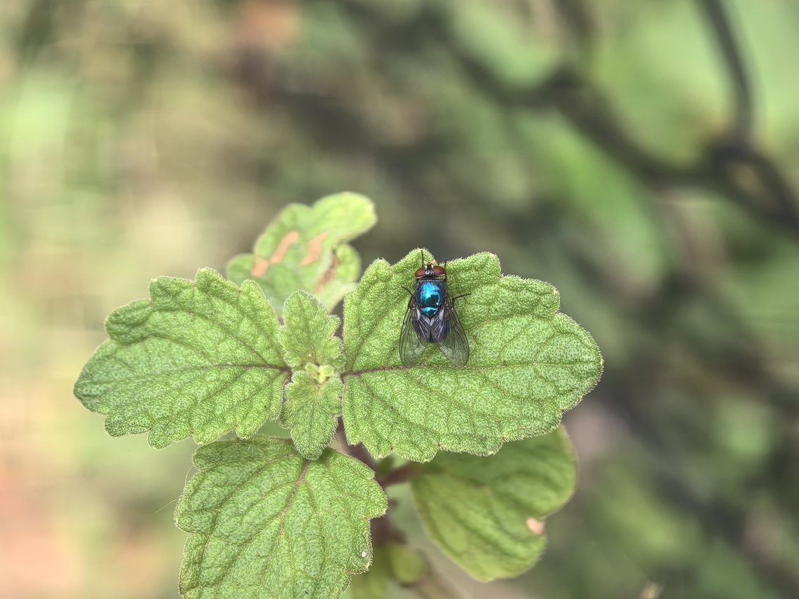 Blow Fly - Lucilia porphyrina  Australia,Blow Fly,Fly,Lucilia porphyrina,New South Wales,Sydney