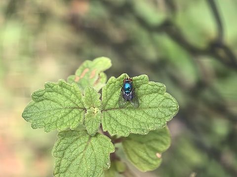 Blow Fly - Lucilia porphyrina  Australia,Blow Fly,Fly,Lucilia porphyrina,New South Wales,Sydney