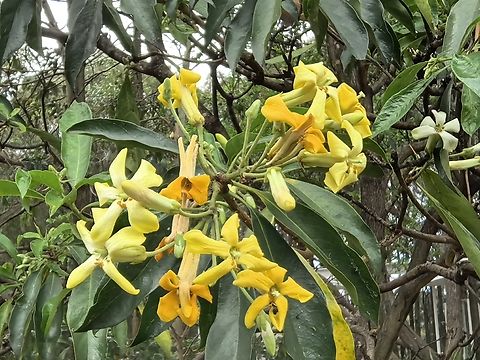 Australian Frangipani - Hymenosporum flavum  Australia,Australian Frangipani,Flower,Frangipani,Hymenosporum flavum,New South Wales,Plant,Sydney