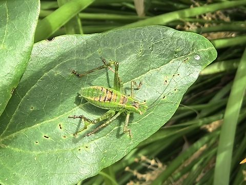 Australian Common Garden Katydid - Caedicia simplex  Australia,Australian Common Garden Katydid,Caedica simplex,Garden Katydid,Katydid,New South Wales,Sydney